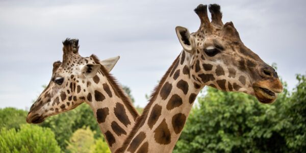 wrocławskie zoo