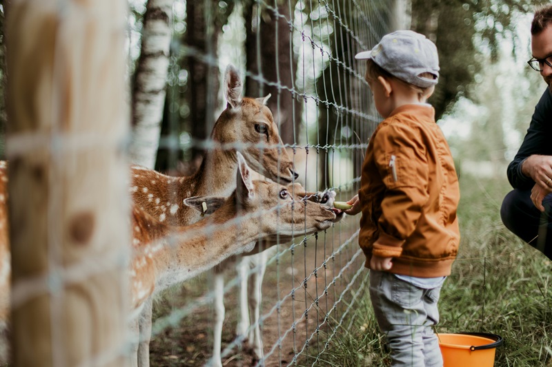 wrocławskie zoo - karmienie zwierząt